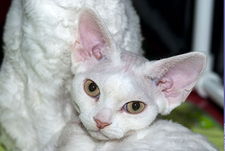 Pure white Devon Rex